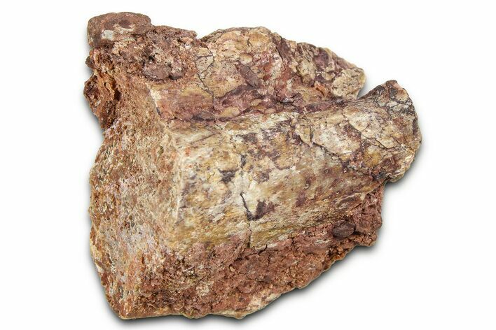 Fossil Dinosaur (Tenontosaurus) Vertebra Bone Section - Montana #378209